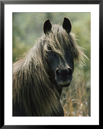 Portrait Of A Chincoteague Pony by James L. Stanfield Pricing Limited Edition Print image
