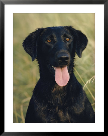 Portrait Of A Black Labrador Dog by James L. Stanfield Pricing Limited Edition Print image