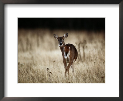 White-Tailed Deer Vocalizing In Meadow Area by Raymond Gehman Pricing Limited Edition Print image