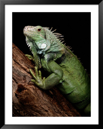 Green Iguana, Also Known As The Common Iguana by George Grall Pricing Limited Edition Print image