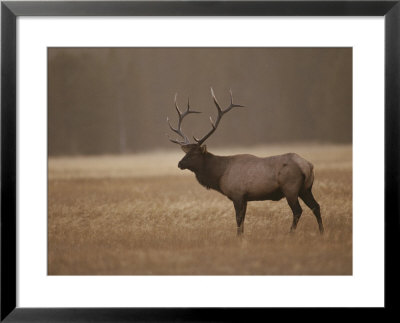 Elk Or Wapiti Bull At Sunset, Yellowstone National Park, Wyoming by Raymond Gehman Pricing Limited Edition Print image