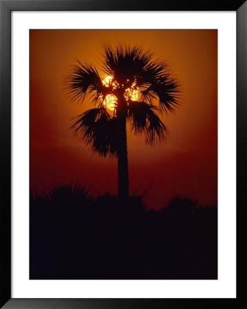 Silhouette Of A Palm Tree Shot Against A Setting Sun by Kenneth Garrett Pricing Limited Edition Print image