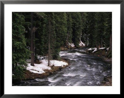 A River In Oregon by Paul Nicklen Pricing Limited Edition Print image
