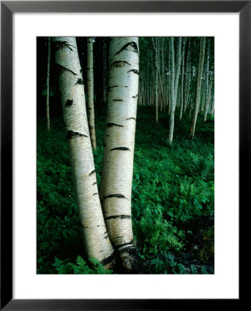 White Birch Trees Crowd The Base Of Mount Washington by Phil Schermeister Pricing Limited Edition Print image