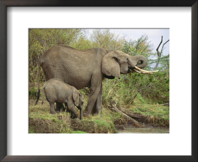 An African Elephant And Her Calf Drink Water by Norbert Rosing Pricing Limited Edition Print image