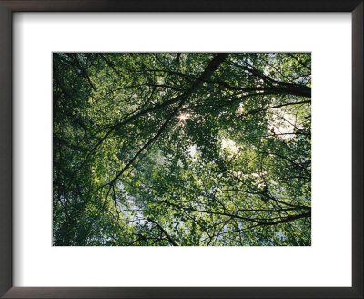 Dappled Morning Sunlight Through A Canopy Of Poplar Trees by Jason Edwards Pricing Limited Edition Print image