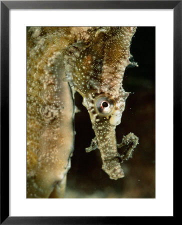 Male Sea Horse With Young Sitting On Its Snout After Birth by George Grall Pricing Limited Edition Print image