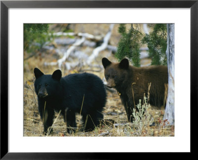Juvenile American Black Bears by Michael S. Quinton Pricing Limited Edition Print image