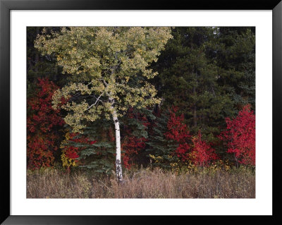 Flaming Shrubs And A Slender Quaking Aspen Glow Against A Canvas Of Lodgepole Pine And Spruce by Raymond Gehman Pricing Limited Edition Print image