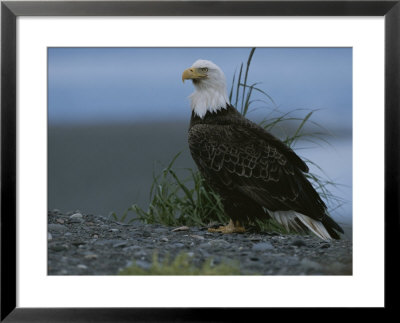 A Close View Of An American Bald Eagle In Profile by Roy Toft Pricing Limited Edition Print image