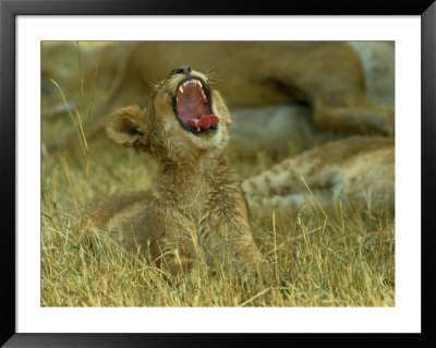 A Small Lion Cub Raises Its Head Into The Air And Yawns by Beverly Joubert Pricing Limited Edition Print image