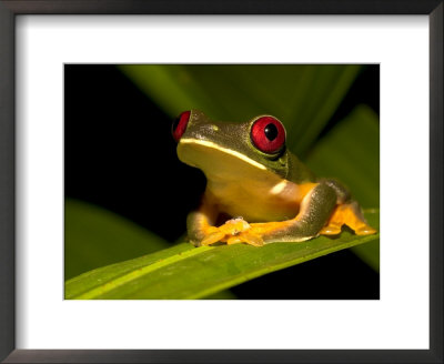 Nocturnal Red-Eyed Tree Frog (Agalychnis Callidryas) Sitting On Leaf by Roy Toft Pricing Limited Edition Print image