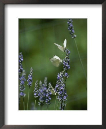 Butterflies On A Lavender Flower by Taylor S. Kennedy Pricing Limited Edition Print image