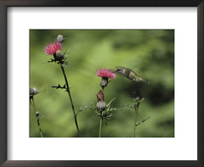 A Female Ruby-Throated Hummingbird Sips Nectar From A Thistle by Annie Griffiths Belt Pricing Limited Edition Print image