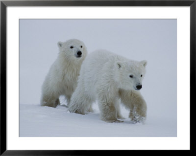 Two Juvenile Polar Bears Walking Across The Snow by Norbert Rosing Pricing Limited Edition Print image