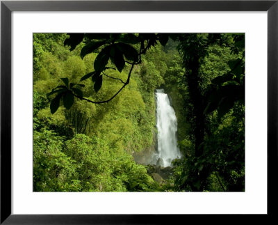 Trafalgar Falls Seen Through The Branches Of A Tree by Todd Gipstein Pricing Limited Edition Print image