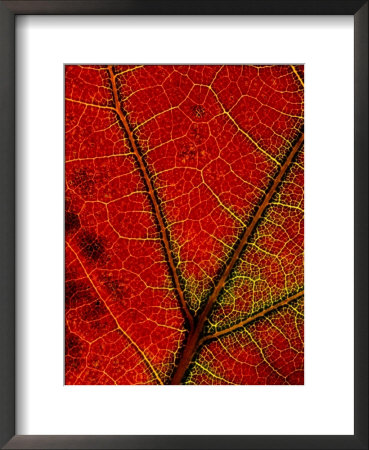 A Close View Of The Veins Of A Colorful Maple Leaf In Autumn by George F. Mobley Pricing Limited Edition Print image