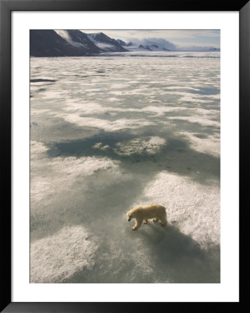 A Polar Bear Walks Across The Pack Ice Of Svalbard Archipelago by Ralph Lee Hopkins Pricing Limited Edition Print image