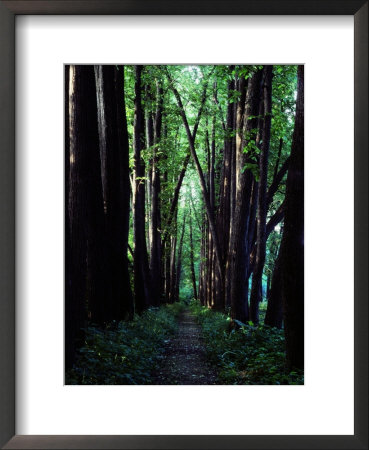 Linden Trees Line A Woodland Path by Sam Abell Pricing Limited Edition Print image