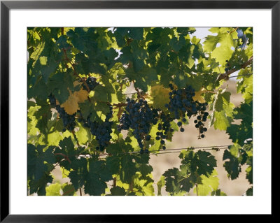 Clusters Of Grapes Hanging From Vines In A California Vineyard by Michael S. Lewis Pricing Limited Edition Print image