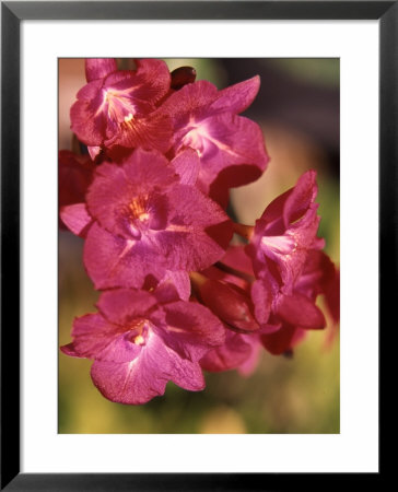 Flora, Caribbean by Greg Johnston Pricing Limited Edition Print image