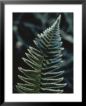 Close View Of Leaves Edged With Frost by Ted Spiegel Pricing Limited Edition Print image