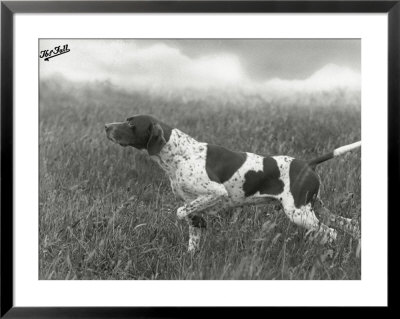 Field Trials Champion Banchory Grouse Owned By Lorna Countess Howe by Thomas Fall Pricing Limited Edition Print image