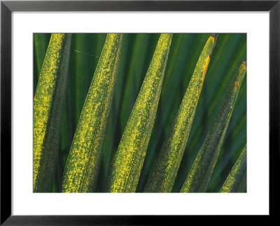 A Close View Of Palm Fronds by Raul Touzon Pricing Limited Edition Print image