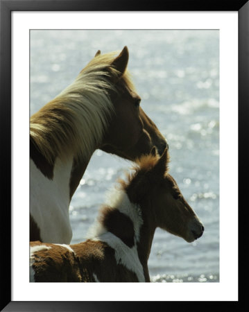 Wild Pony And Foal Looking Out At The Water by James L. Stanfield Pricing Limited Edition Print image