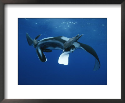 Two Remoras Hitch A Ride On The Head Of A Manta Ray, Manta Birostris by Brian J. Skerry Pricing Limited Edition Print image