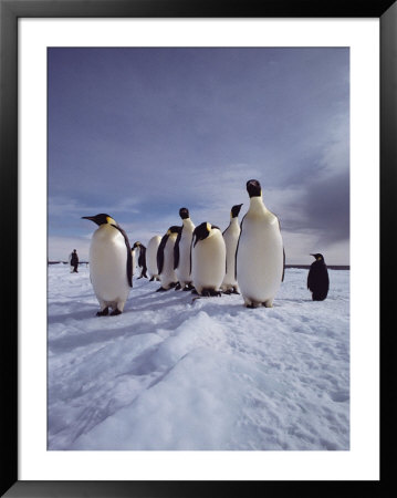 A Group Of Emperor Penguins, Aptenodytes Forsteri, Standing On Ice by Bill Curtsinger Pricing Limited Edition Print image