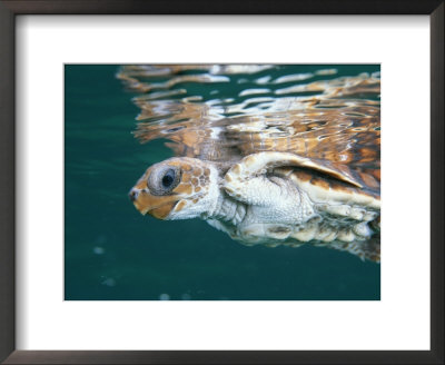 A Juvenile Endangered Loggerhead Turtle Swims At The Waters Surface by Brian J. Skerry Pricing Limited Edition Print image
