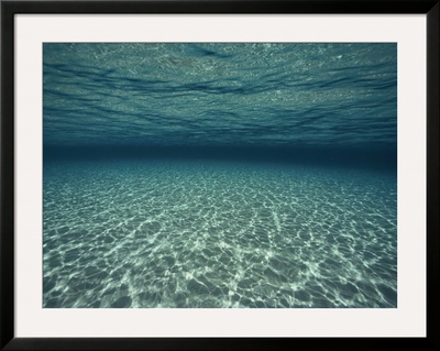 Underwater View by Bill Curtsinger Pricing Limited Edition Print image