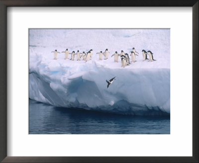 Adelie Penguins Line Up To Dive Into The Antarctic Waters by Ralph Lee Hopkins Pricing Limited Edition Print image