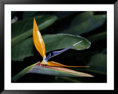 Close-Up Of A Tropical Plant by Wolcott Henry Pricing Limited Edition Print image