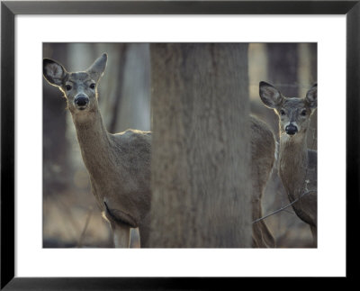 View Of A Pair Of Curious White-Tailed Deer (Odocoileus Virginianus) by Michael Fay Pricing Limited Edition Print image