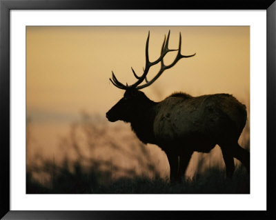 A Caribou Is Silhouetted Against A Cloudy Twilight Sky by Joel Sartore Pricing Limited Edition Print image