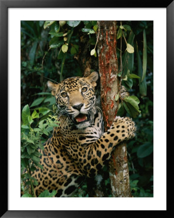 A Jaguar Sharpens It Claws On A Tree Trunk by Steve Winter Pricing Limited Edition Print image