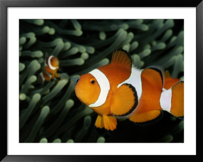 A Pair Of False Clown Anemonefish by Wolcott Henry Pricing Limited Edition Print image