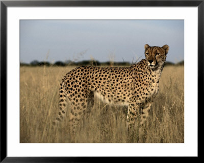 An African Cheetah Standing In A Field Of Tall Grass by Chris Johns Pricing Limited Edition Print image