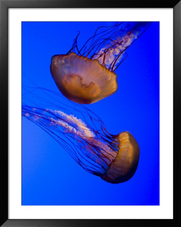 Closeup Of Two Captive Jellies In An Aquarium, Boston, Massachusetts by Tim Laman Pricing Limited Edition Print image