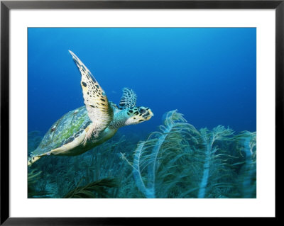An Endangered Hawksbill Turtle, Eretmochelys Imbricata, Swims In A Blue Sea by Brian J. Skerry Pricing Limited Edition Print image