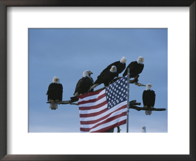 A Group Of Northern American Bald Eagles Sit On A Trees Sparse Perches by Norbert Rosing Pricing Limited Edition Print image