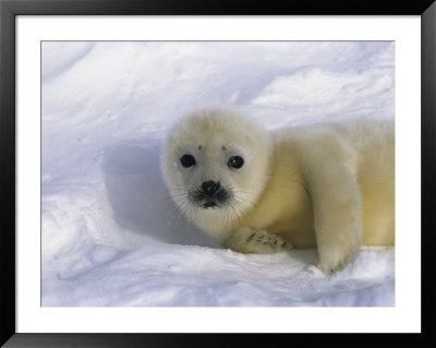 A Sleepy-Eyed Gray Seal Pup Stares Directly At The Camera by Norbert Rosing Pricing Limited Edition Print image