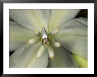 Yucca Moth On A Yucca Flower by Darlyne A. Murawski Pricing Limited Edition Print image