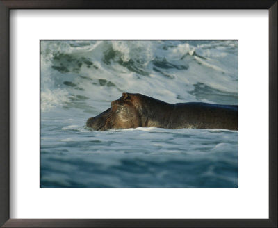 Hippopotamus Swimming In The Atlantic Off Of Gabons Coast by Michael Nichols Pricing Limited Edition Print image