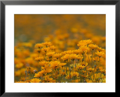 Namaqualand Daisies In Spring Annual Flower Display, Cape Town, South Africa by Steve & Ann Toon Pricing Limited Edition Print image