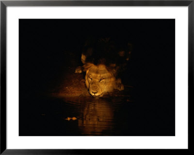 A Male Lion Drinks From A Pool Of Water At Night by Beverly Joubert Pricing Limited Edition Print image