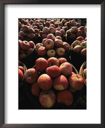 Rows Of Apples Glisten With Morning Dew At A Roadside Stand by Stephen St. John Pricing Limited Edition Print image