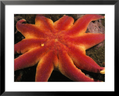 A Close View Of A Sunflower Starfish by Heather Perry Pricing Limited Edition Print image